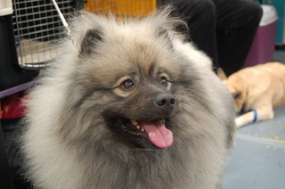 Illustration for article titled Dogging It At Westminster